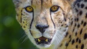Preview wallpaper cheetah, predator, glance, fangs