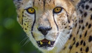Preview wallpaper cheetah, predator, glance, fangs