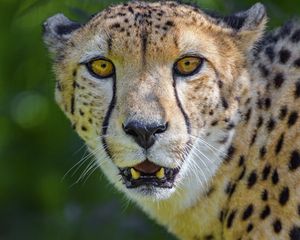 Preview wallpaper cheetah, predator, glance, fangs