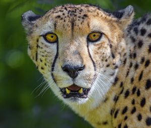 Preview wallpaper cheetah, predator, glance, fangs