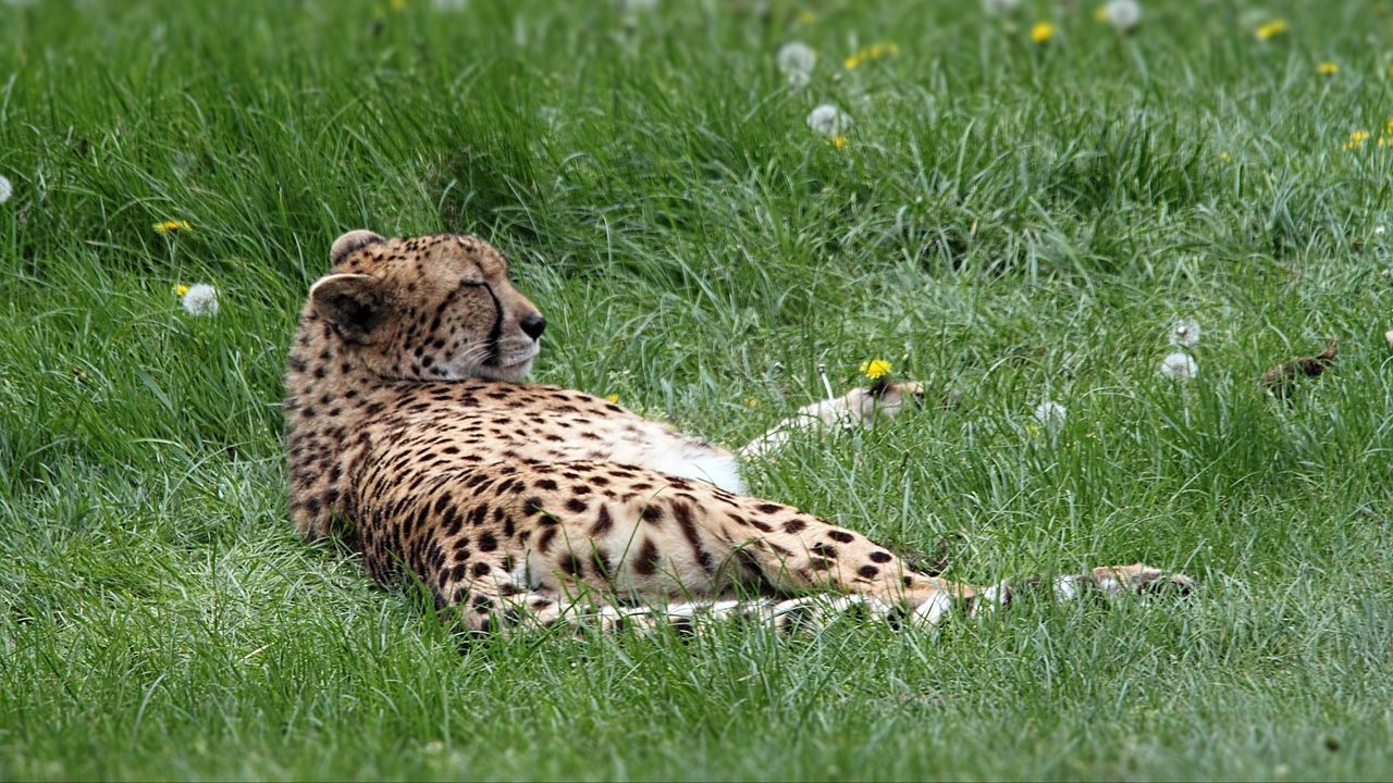 Wallpaper cheetah, predator, grass, lies