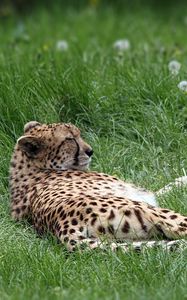 Preview wallpaper cheetah, predator, grass, lies