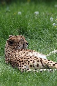 Preview wallpaper cheetah, predator, grass, lies