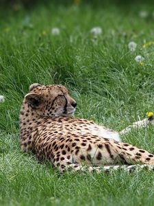 Preview wallpaper cheetah, predator, grass, lies