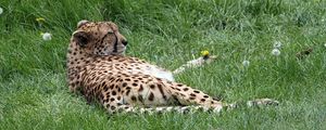 Preview wallpaper cheetah, predator, grass, lies
