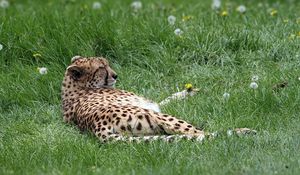 Preview wallpaper cheetah, predator, grass, lies