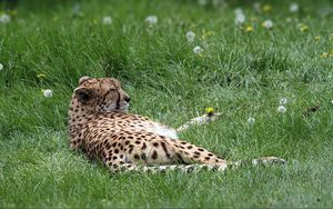 Preview wallpaper cheetah, predator, grass, lies