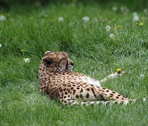 Preview wallpaper cheetah, predator, grass, lies