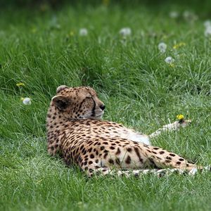Preview wallpaper cheetah, predator, grass, lies