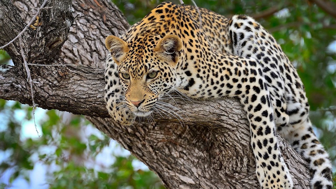 Wallpaper cheetah, predator, lying, big cat