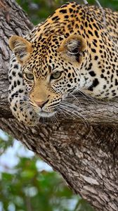 Preview wallpaper cheetah, predator, lying, big cat