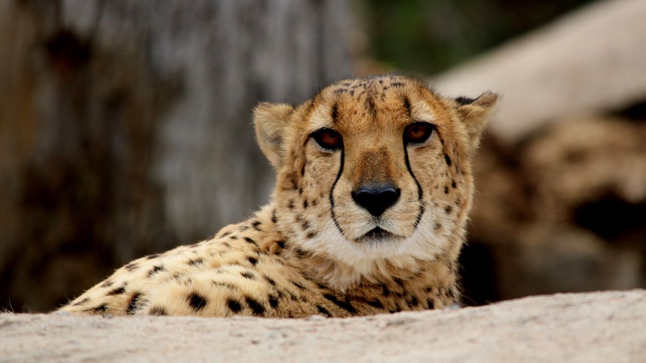 Wallpaper cheetah, predator, muzzle