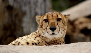 Preview wallpaper cheetah, predator, muzzle