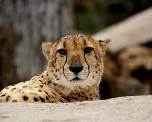 Preview wallpaper cheetah, predator, muzzle