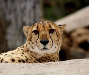 Preview wallpaper cheetah, predator, muzzle