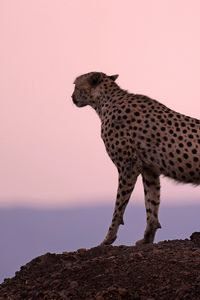 Preview wallpaper cheetah, predator, sunset, sky, horizon