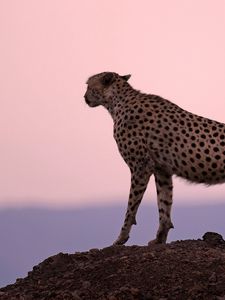 Preview wallpaper cheetah, predator, sunset, sky, horizon