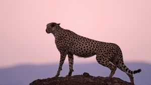 Preview wallpaper cheetah, predator, sunset, sky, horizon