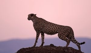 Preview wallpaper cheetah, predator, sunset, sky, horizon