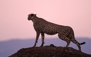Preview wallpaper cheetah, predator, sunset, sky, horizon