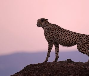 Preview wallpaper cheetah, predator, sunset, sky, horizon