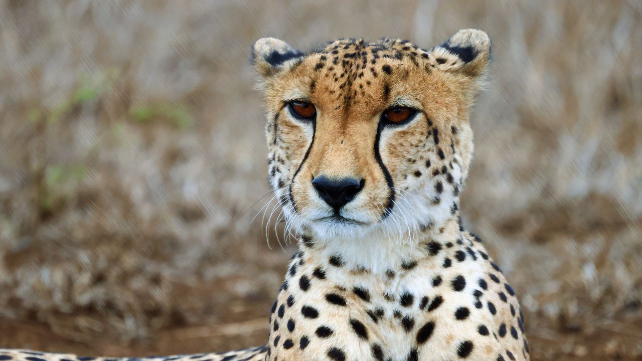 Wallpaper cheetah, predator, wildlife, animal, big cat