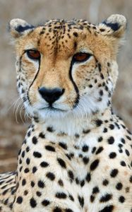 Preview wallpaper cheetah, predator, wildlife, animal, big cat