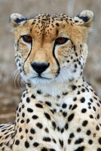 Preview wallpaper cheetah, predator, wildlife, animal, big cat
