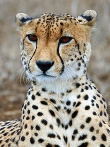 Preview wallpaper cheetah, predator, wildlife, animal, big cat