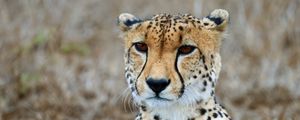Preview wallpaper cheetah, predator, wildlife, animal, big cat