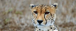 Preview wallpaper cheetah, predator, wildlife, animal, big cat