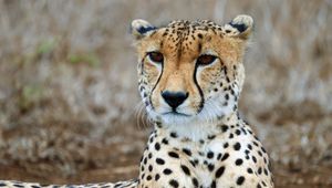 Preview wallpaper cheetah, predator, wildlife, animal, big cat