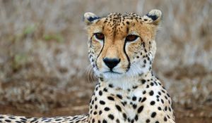 Preview wallpaper cheetah, predator, wildlife, animal, big cat