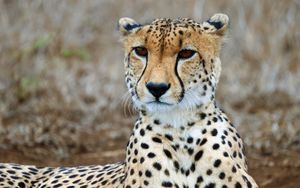 Preview wallpaper cheetah, predator, wildlife, animal, big cat