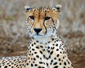 Preview wallpaper cheetah, predator, wildlife, animal, big cat