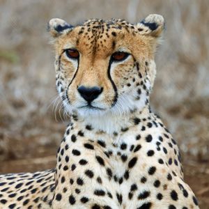 Preview wallpaper cheetah, predator, wildlife, animal, big cat