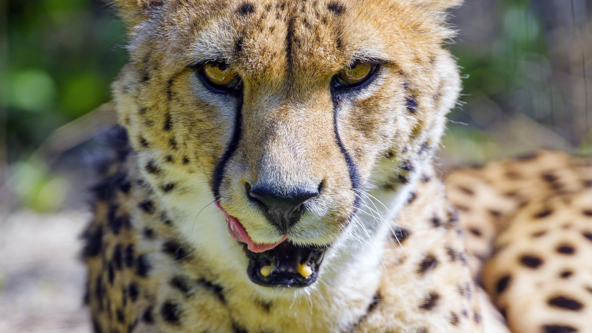 Download wallpaper 1920x1080 cheetah, protruding tongue, animal ...