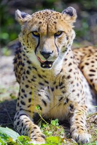 Preview wallpaper cheetah, protruding tongue, animal, predator, big cat