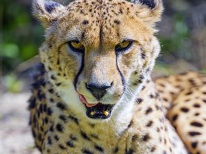 Preview wallpaper cheetah, protruding tongue, animal, predator, big cat
