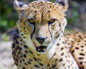 Preview wallpaper cheetah, protruding tongue, animal, predator, big cat