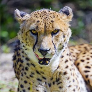 Preview wallpaper cheetah, protruding tongue, animal, predator, big cat