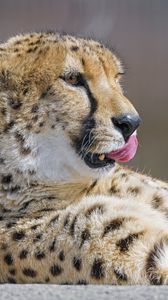Preview wallpaper cheetah, protruding tongue, big cat, predator