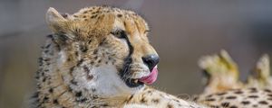 Preview wallpaper cheetah, protruding tongue, big cat, predator