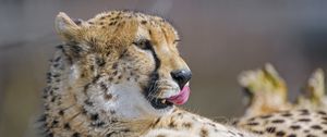 Preview wallpaper cheetah, protruding tongue, big cat, predator