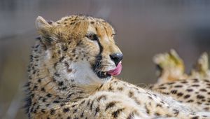 Preview wallpaper cheetah, protruding tongue, big cat, predator