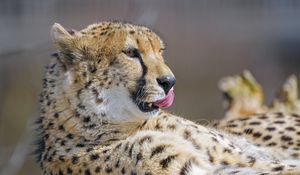 Preview wallpaper cheetah, protruding tongue, big cat, predator