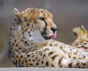 Preview wallpaper cheetah, protruding tongue, big cat, predator