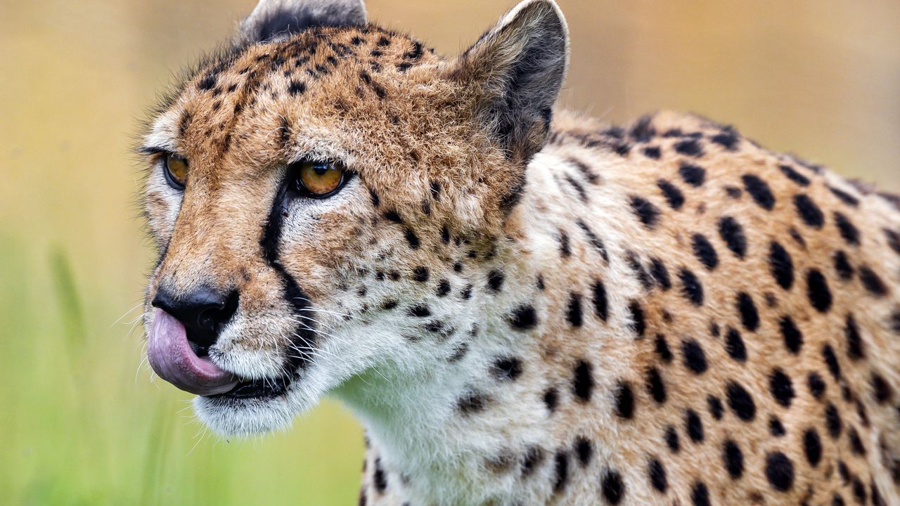 Wallpaper cheetah, protruding tongue, predator, spots