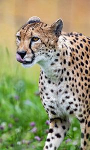 Preview wallpaper cheetah, protruding tongue, predator, spots