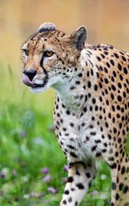 Preview wallpaper cheetah, protruding tongue, predator, spots